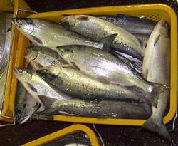 sockeye (red) salmon